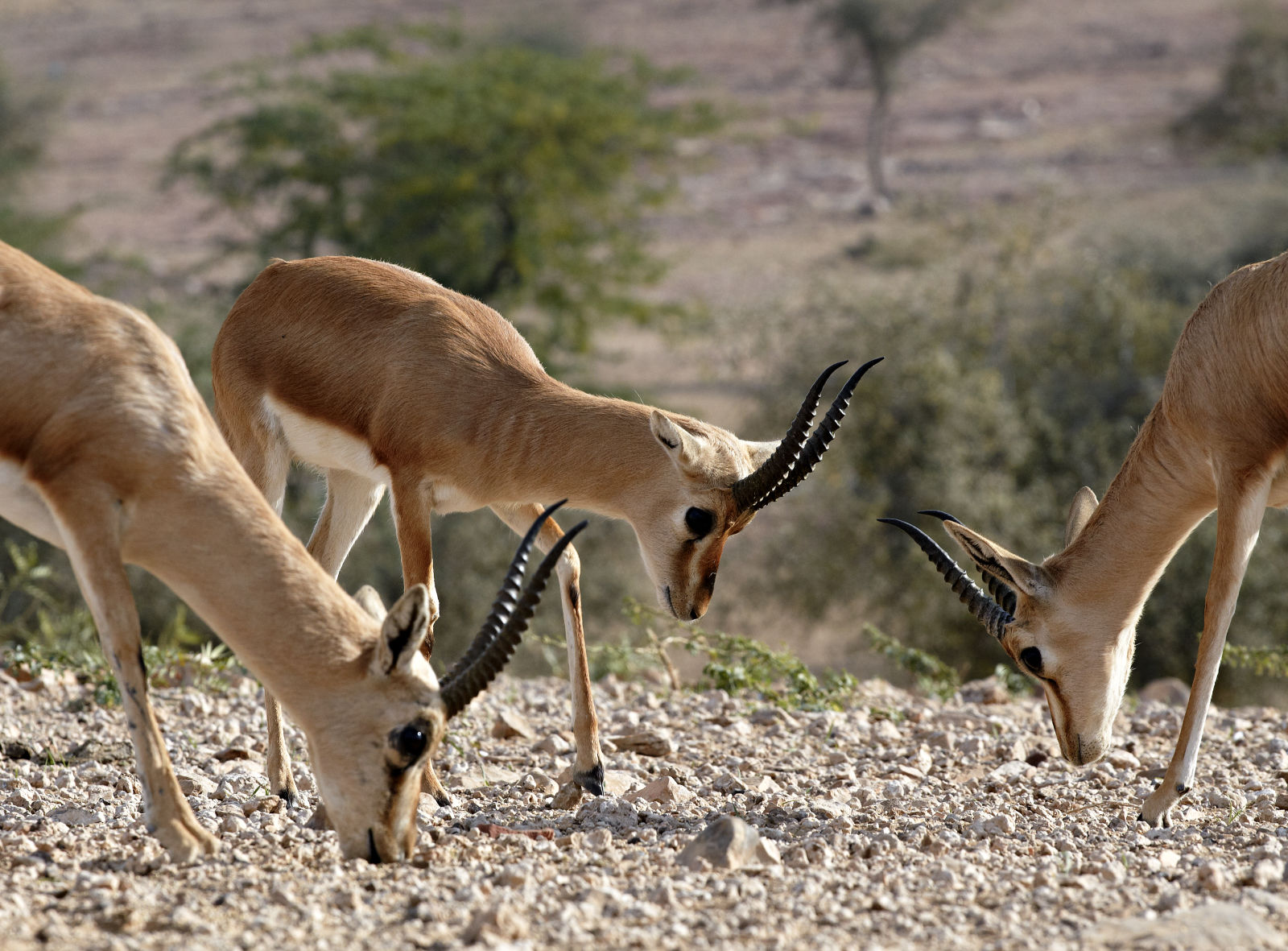 Indian Gazelles grazing in the desert