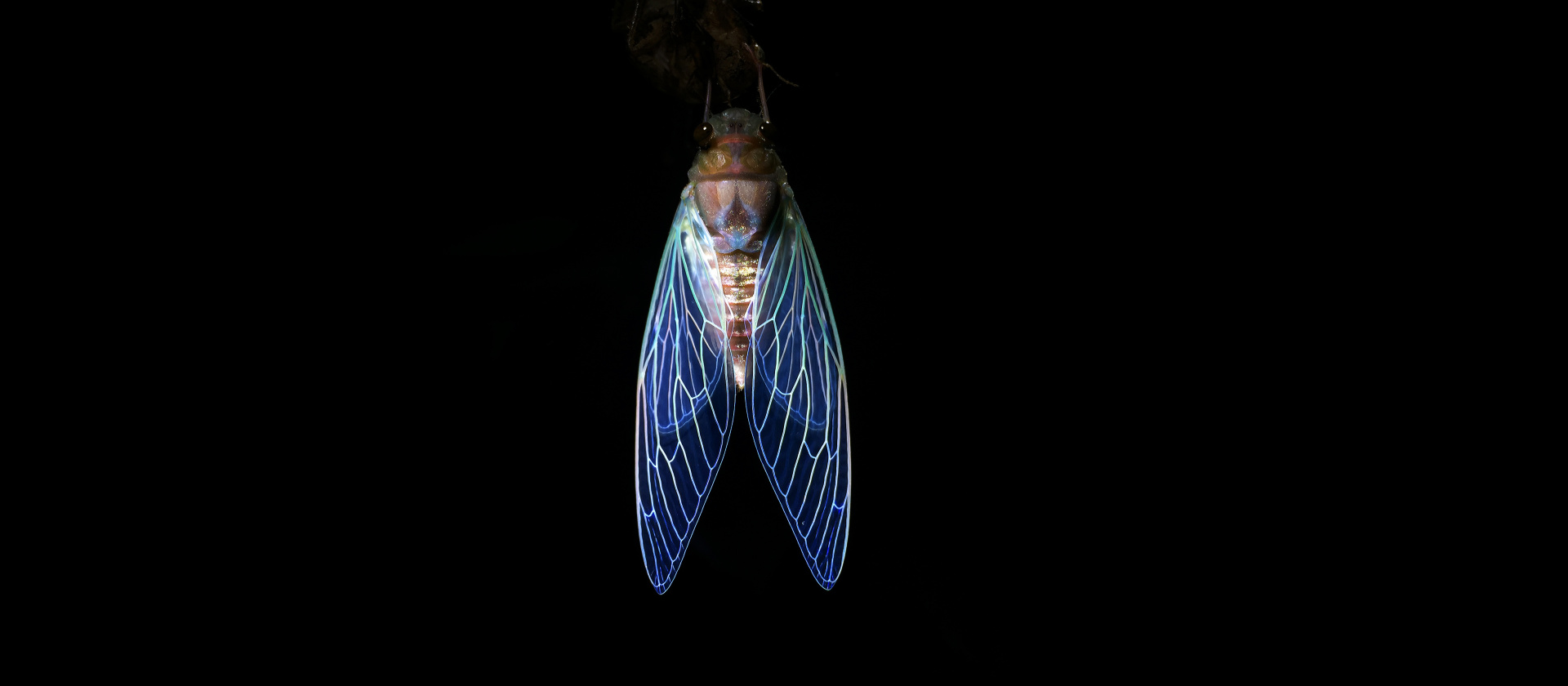 cicada-night-santosh-saligram