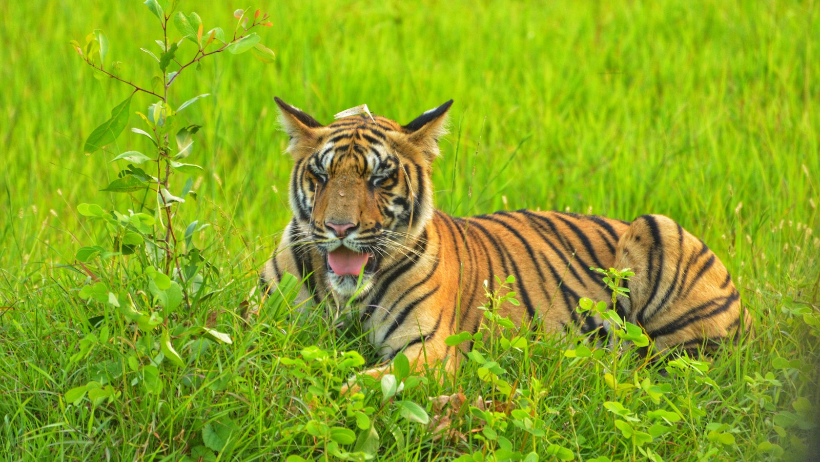 a tiger sitting amidst green vegetation while looking away - Trees N Tigers, Tadoba