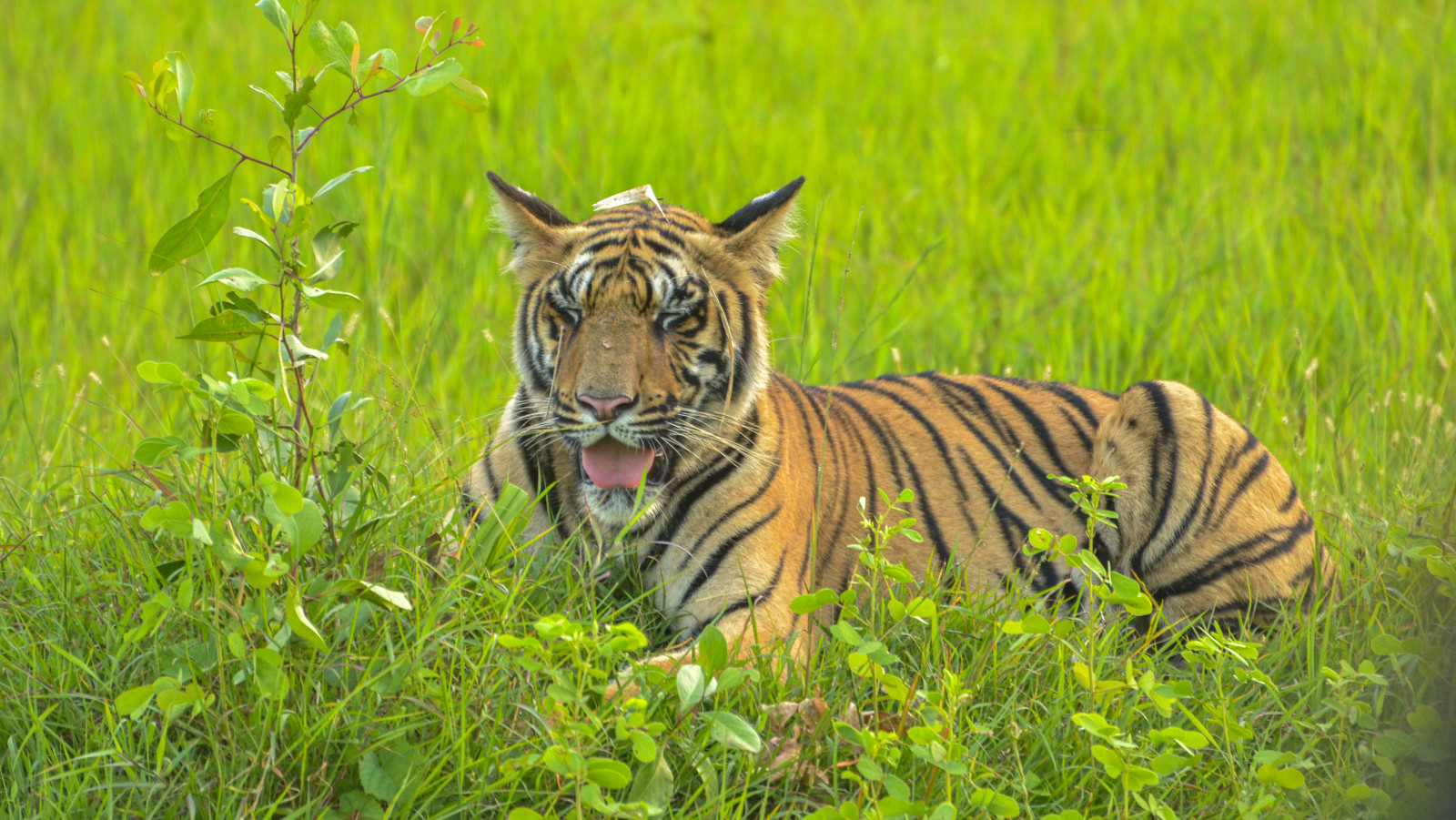 a tiger sitting amidst green vegetation while looking away - Trees N Tigers, Tadoba