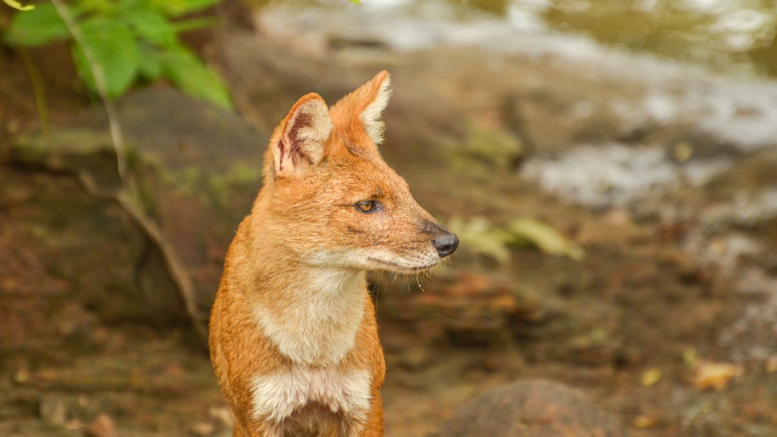 a close up shot of a dhole at Tadoba Andhari Tiger Reserve