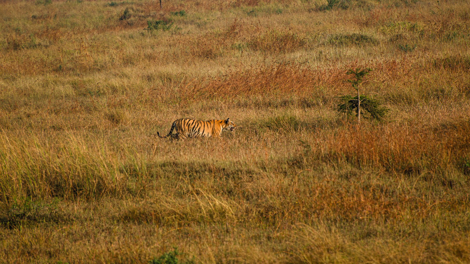 a tiger in a an open field in Tadoba Andhari Tiger Reserve during daytime