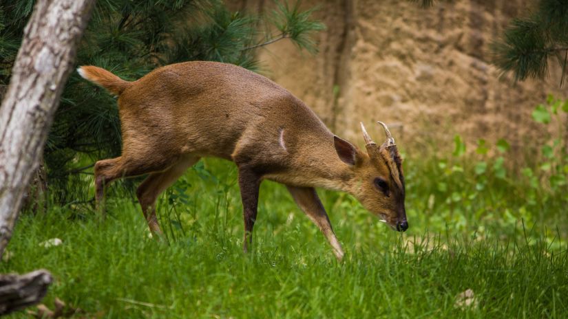 Barking Deer sniffing the grass