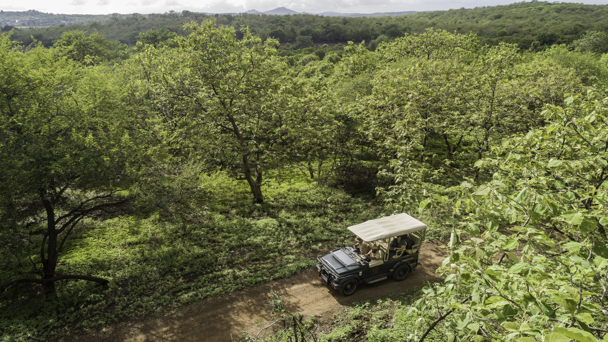 Safari Jeep Along a Forest Trail