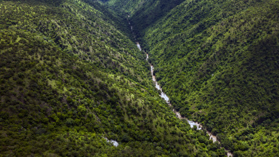 Aerial view of a stream of waterbody surrounded by blankets of trees on either sides