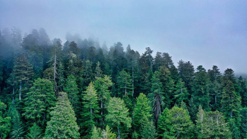 img for isavara aerial-shot-beautiful-forest-hill-surrounded-by-natural-fog-mist