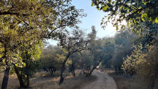 A mud road inside ranthambore national park for safaris