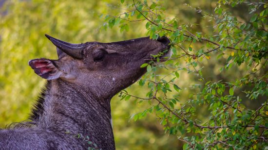 a nilgai eating plants leaves