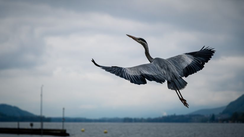 A stork flying away