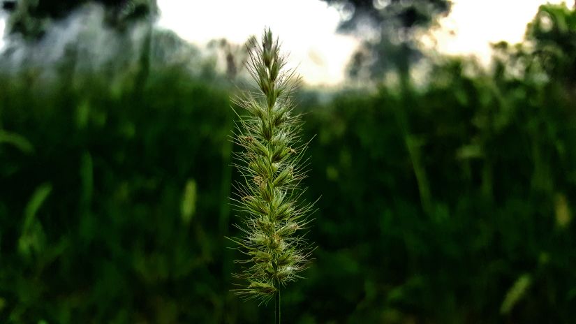 a close up image of a flower bud with trees in the background