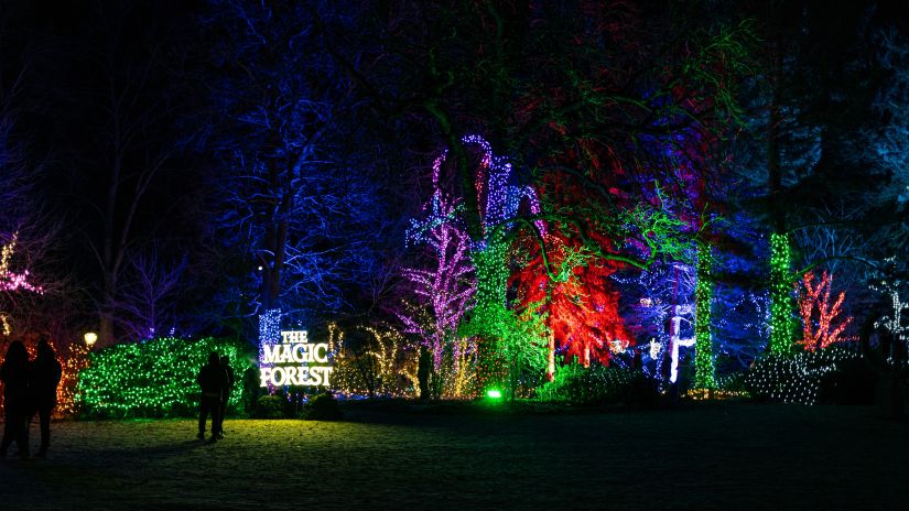 trees decorated with lights during christmas