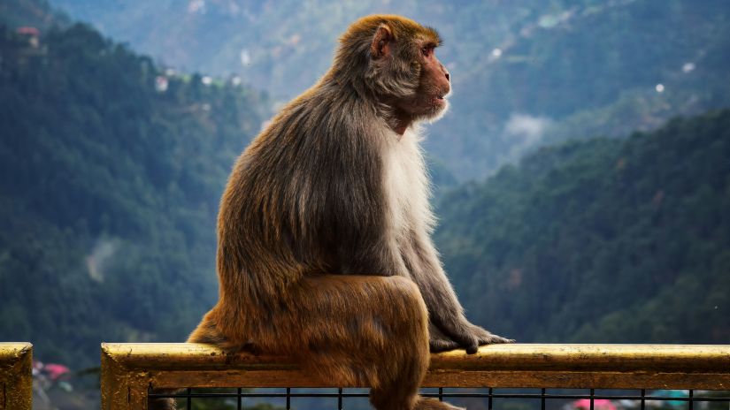 A monkey sits on a railing with a scenic mountain view in the background.