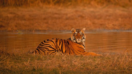a tiger resting by a water body