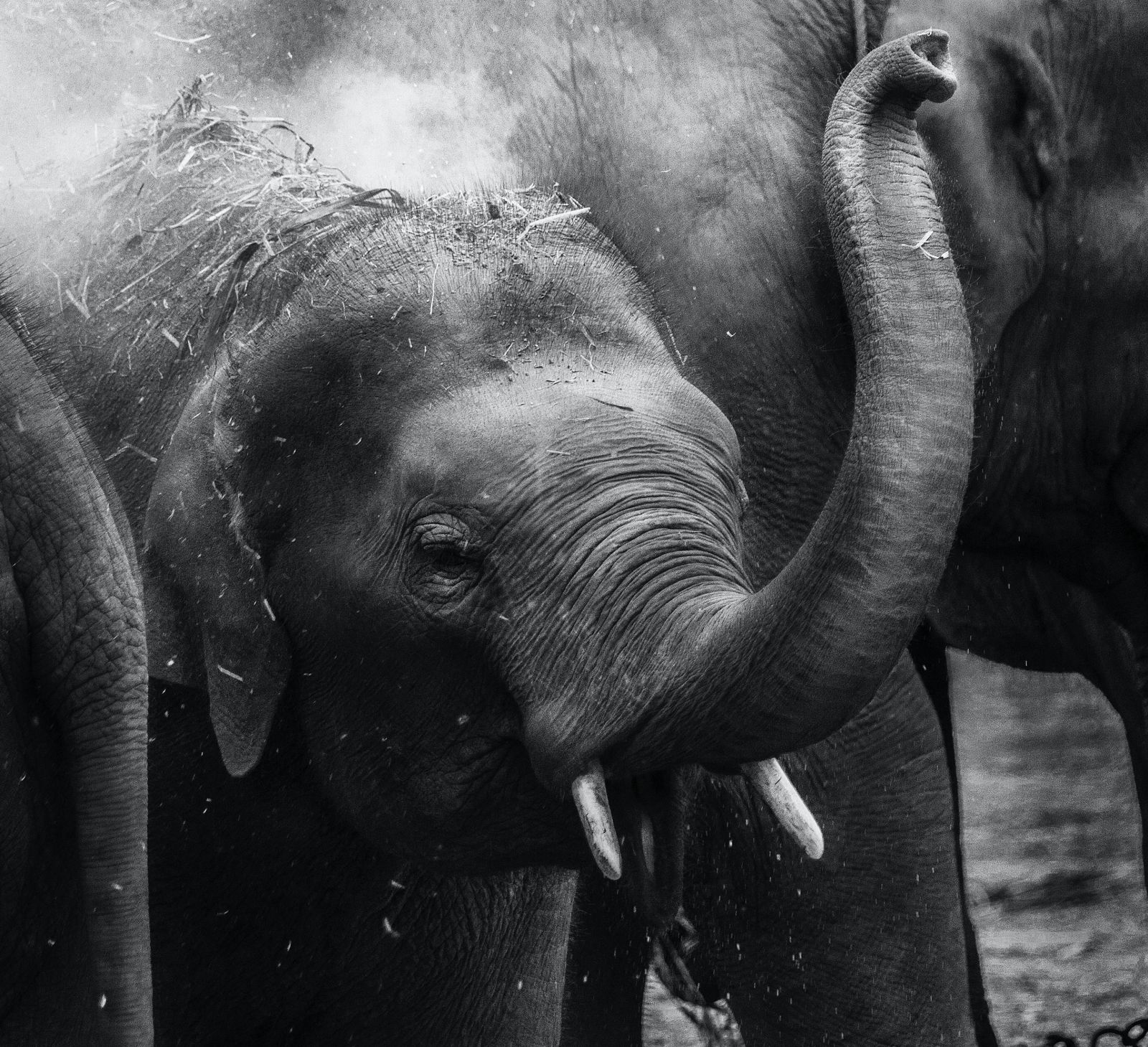 An elephant lifting its trunk