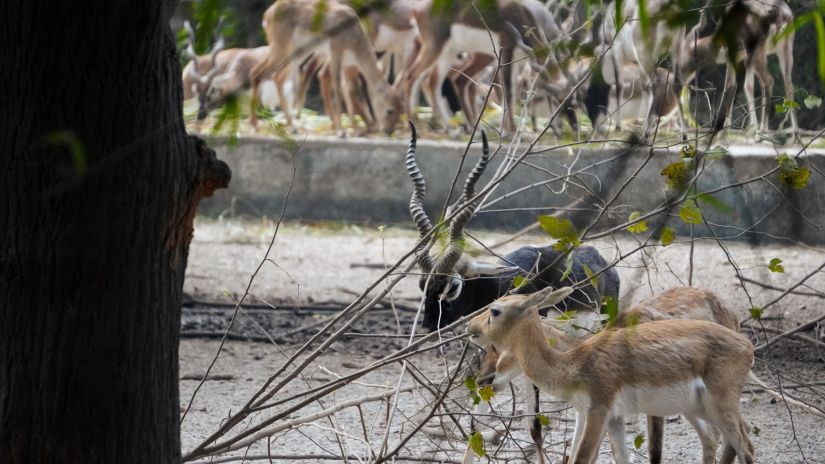 A peaceful enclosure with a spotted deer can be seen through a wire fence. zoological park -Fort JadhavGADH 