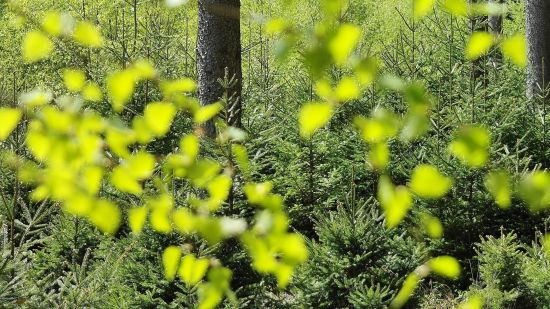 a close up of the leaves on the trees in a forest that is covered with trees