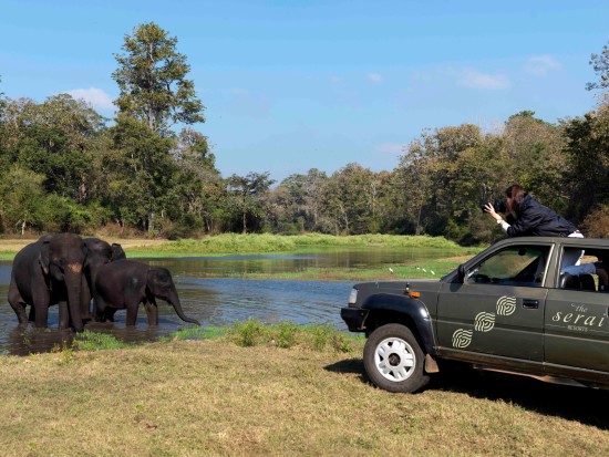 a group of tourists observing elephants at a watering hole