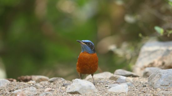 Image 12 - A Blue Capped Rock Thrush standing on a rocky terrain