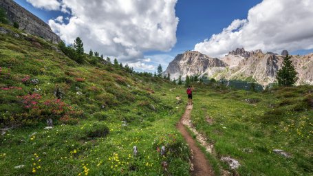 Valley of Flowers with a person walking in between