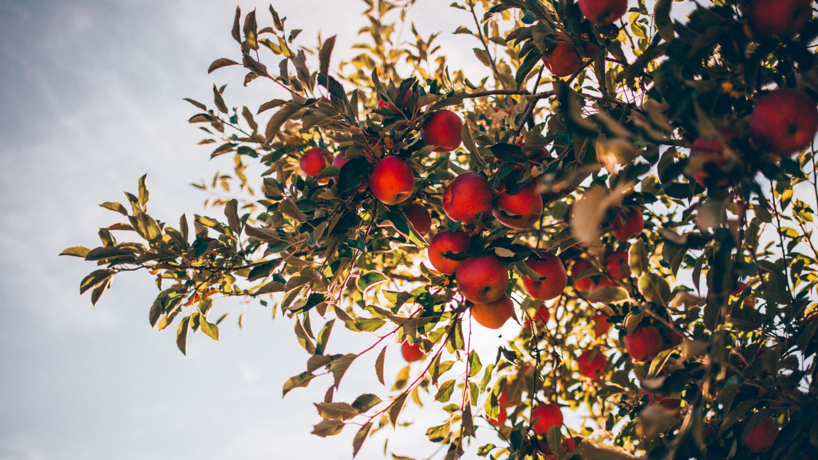 an apple tree with apples hanging from the branches