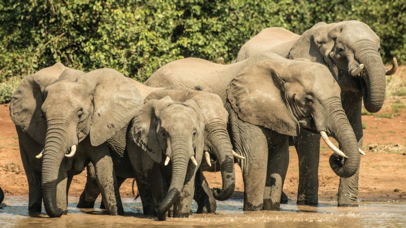 a herd of elephant standing together in a pool of water