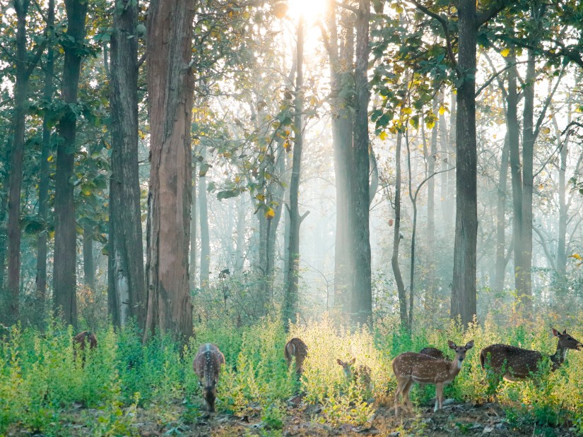 deers roaming around in the jungle