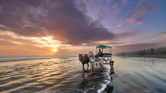 Lotus Eco beach resort, horse carriage 