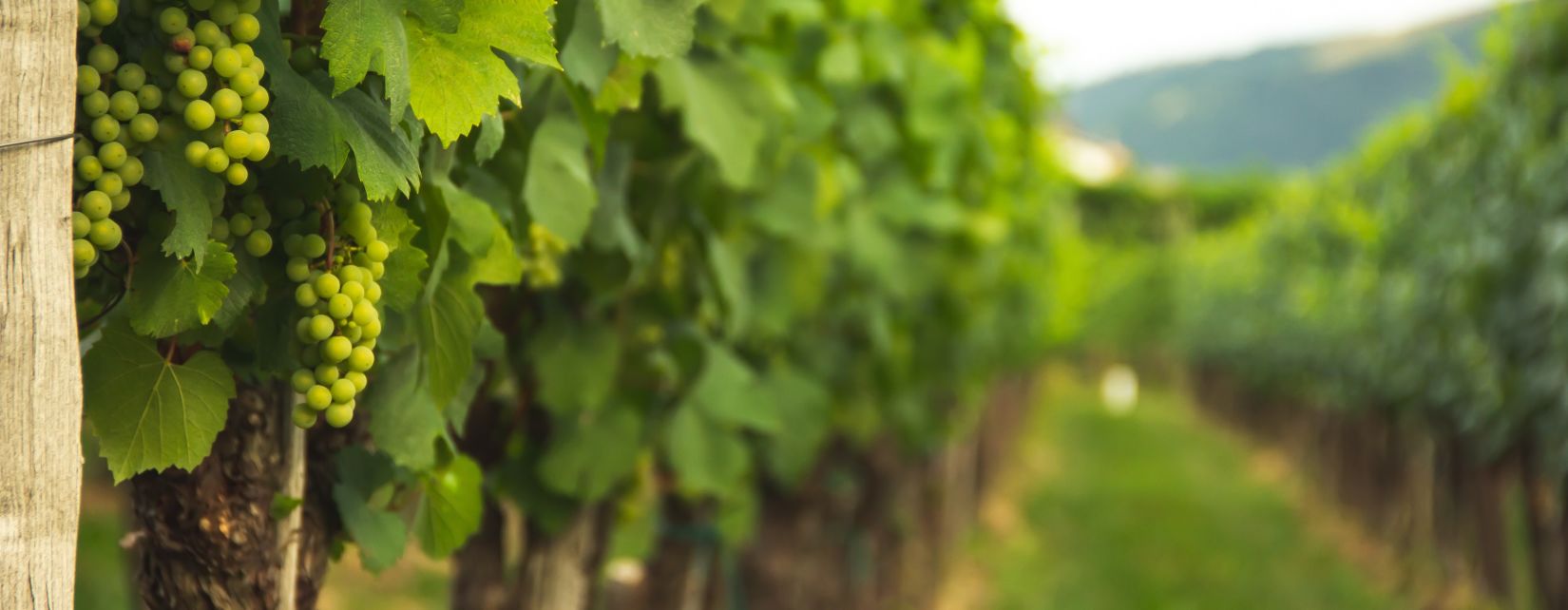 Vineyard near Nashik