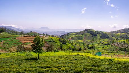 A vibrant tea garden landscape with rolling hills under a clear sky