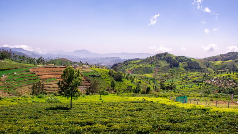 a panoramic view of a tea field 