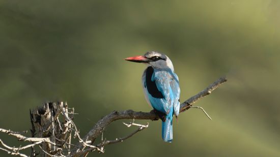 a solitary bird sitting on a tree branch with the background blurred - Black Thunder, Coimbatore