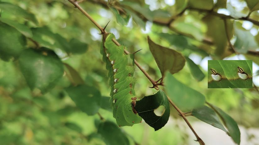 Aramness - A green silkworm on a tree during daytime