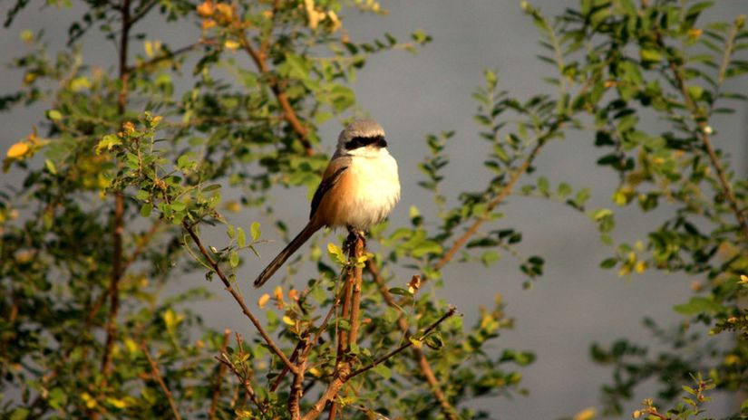 Birdwatching at our resort in Bhopal, Luxury Resort in Bhopal, Jehan Numa Retreat, Bhopal