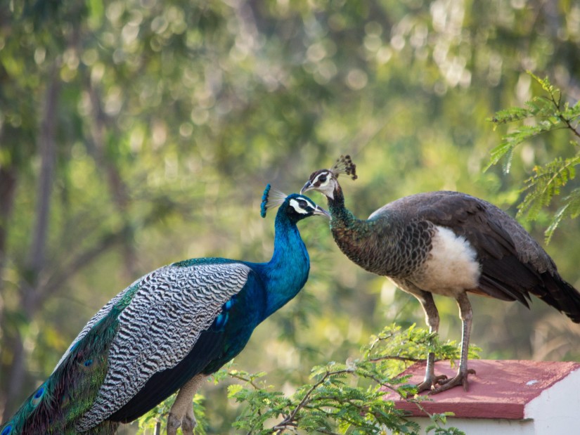 peafowl in Bandipur National Park