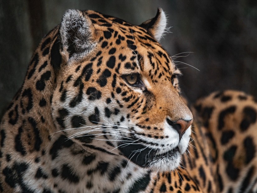 Side profile of a Leopard