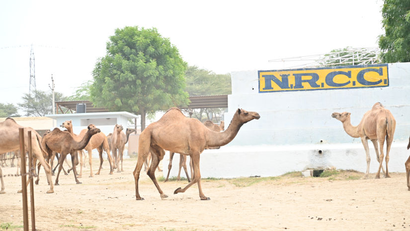 Camel Centre