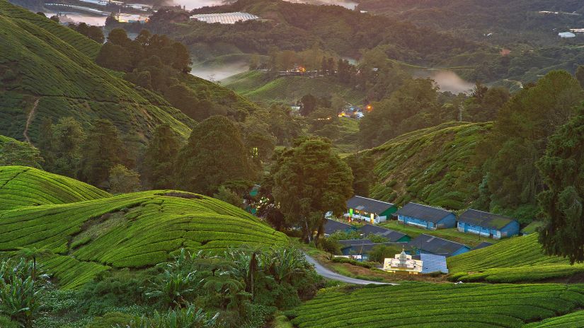  A shot of serene sunrise over a lush tea plantation, with rolling green hills and soft morning light illuminating the leaves