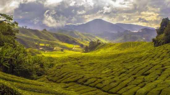 a beautiful tea garden tucked amidst scenic mountains and pretty white clouds