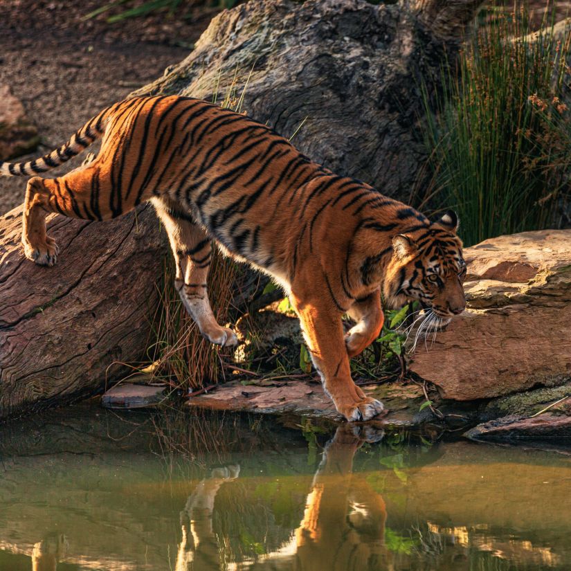 A tiger near a water stream