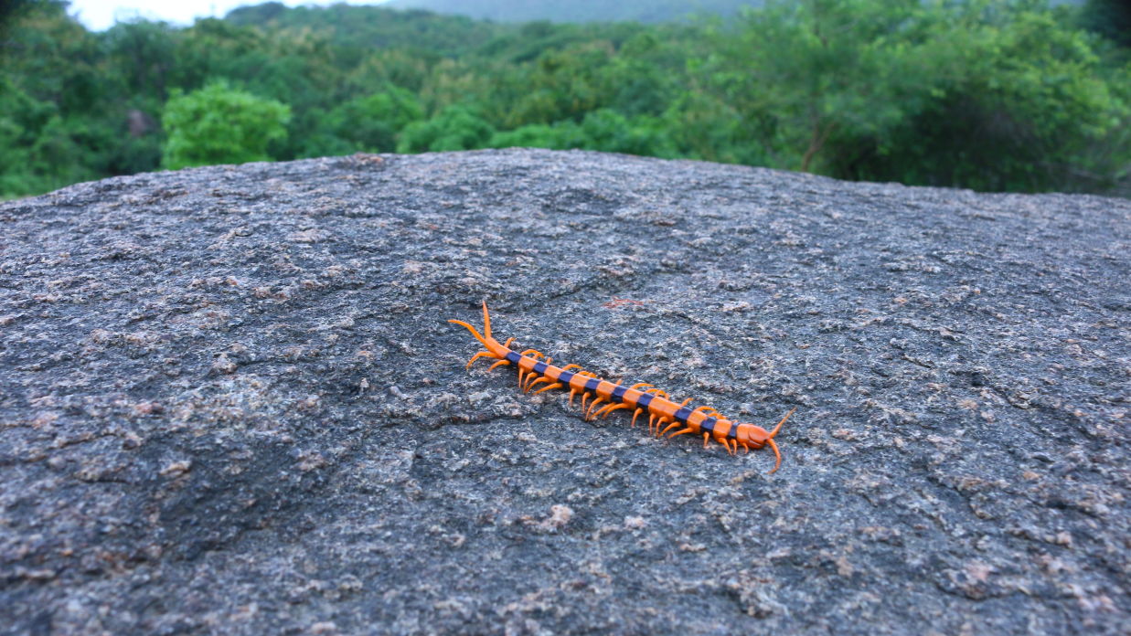 Image of a Indian Tiger Centipede