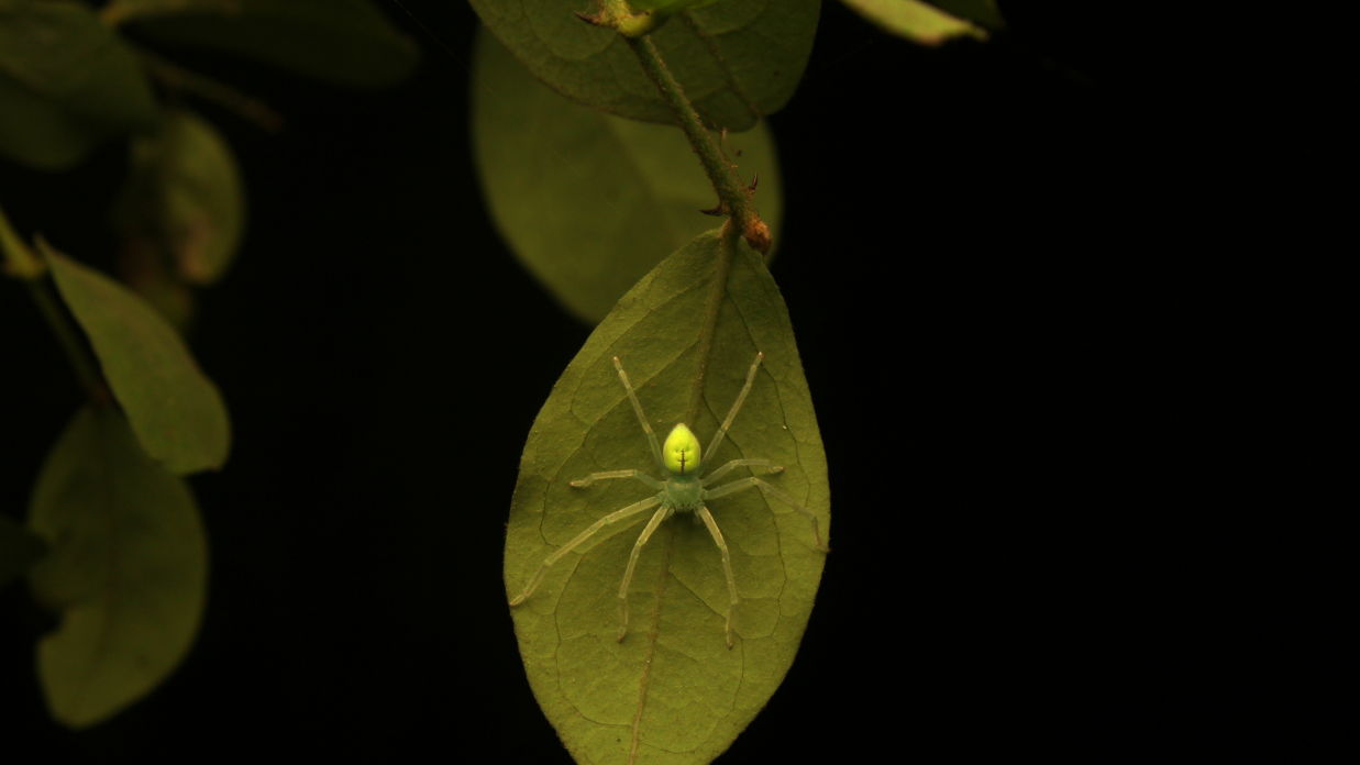 A Green Huntsman Spider spread over a leaf 