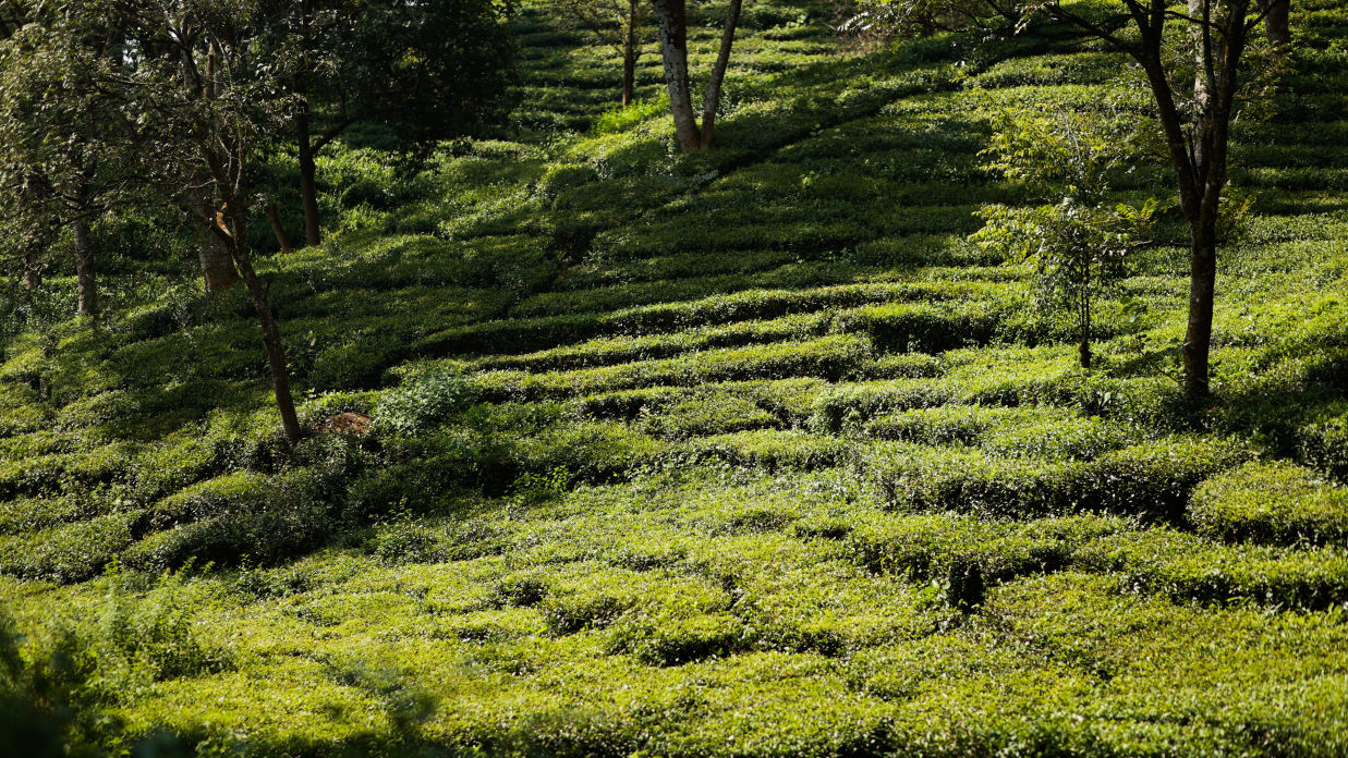 a scenic view of beautiful and green Tea Garden captured during the day near The Lamrin Norwood Green, Palampur