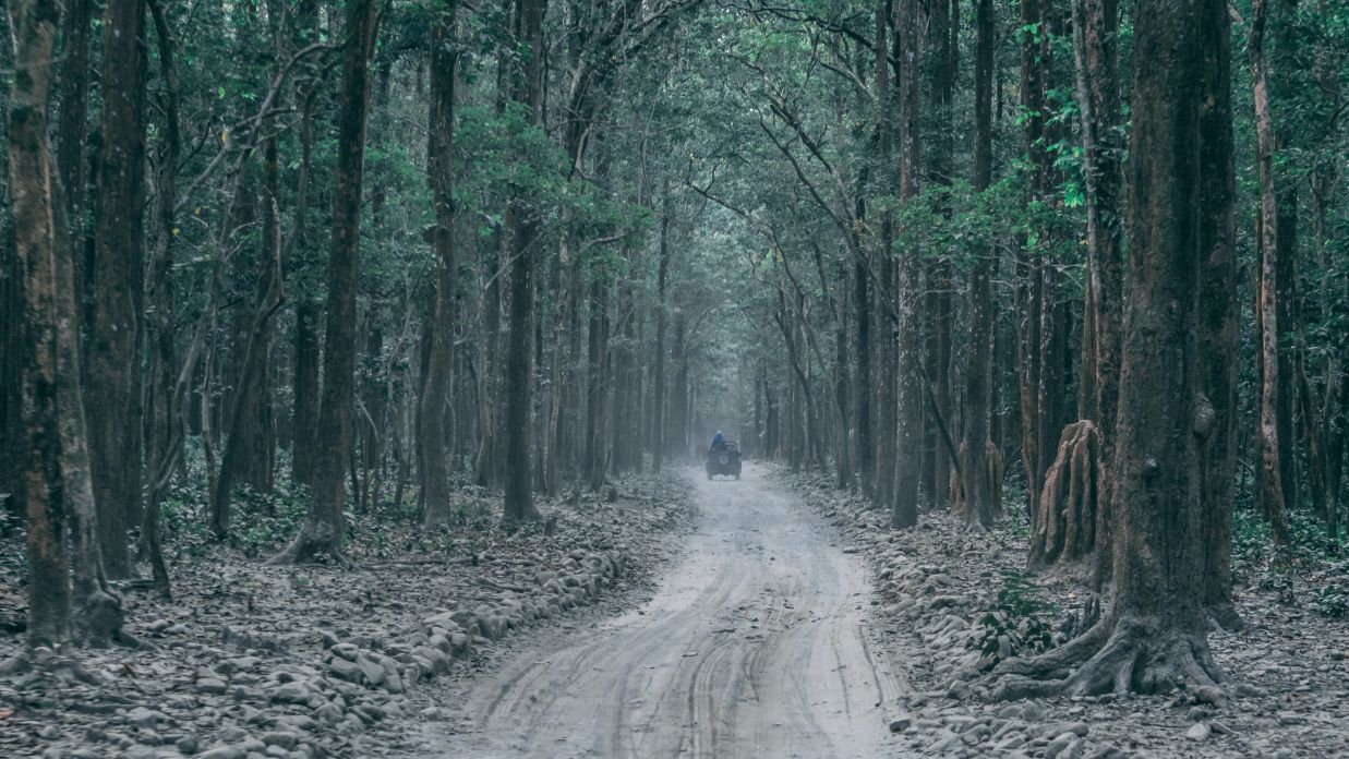 The Tattwaa Corbett Spa and Resort - image of a pathway surrounded by trees