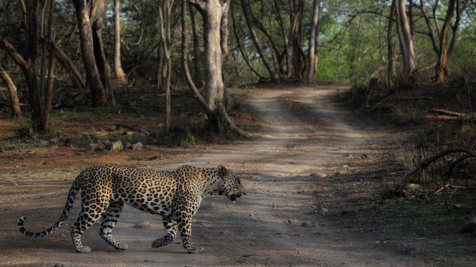 image of a leopard