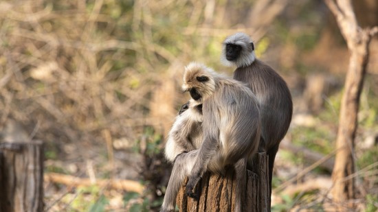 monkeys in kabini