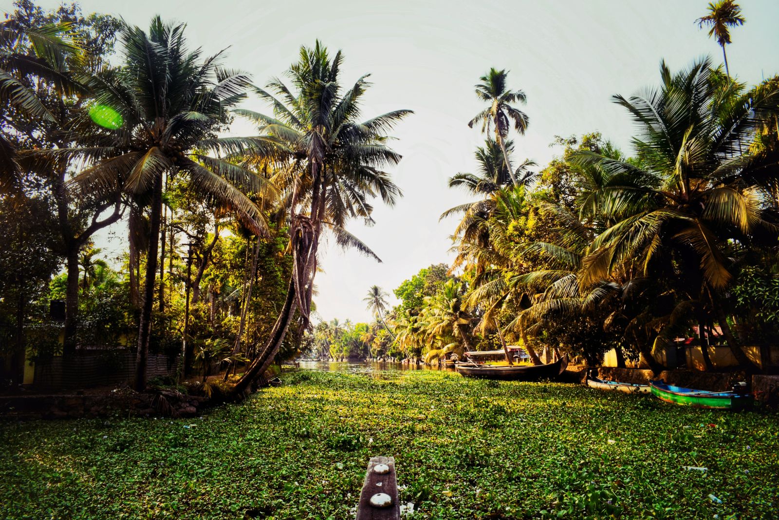 The bow of a boat emerges navigating through the backwaters covered in aquatic vegetation - best honeymoon places in Kerala