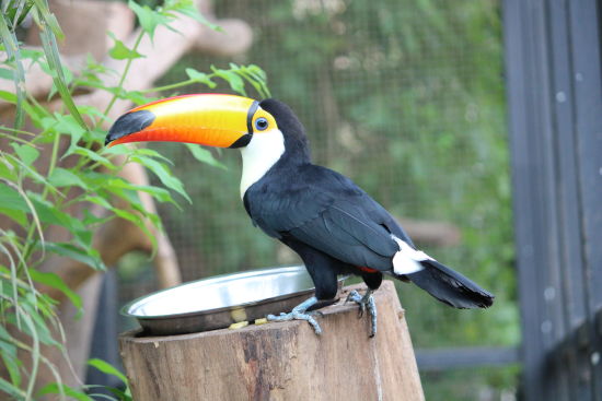 alt-text bird park esselworld,  a picture of a toucan