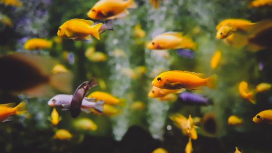 a school of fishes swimming in the aquarium at Black Thunder, Coimbatore