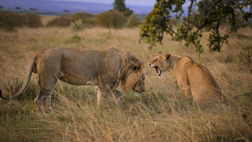 lion and lioness in a forest