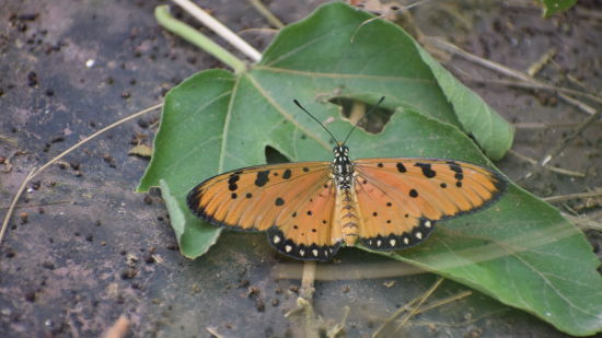 a butterfly on a lead